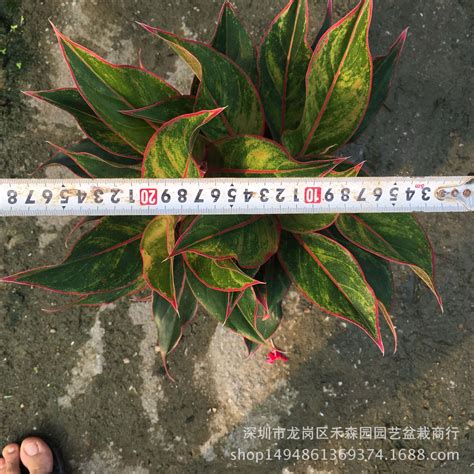 如意皇后植物|彩色的如意皇后（彩叶粗肋草）养护和详细介绍